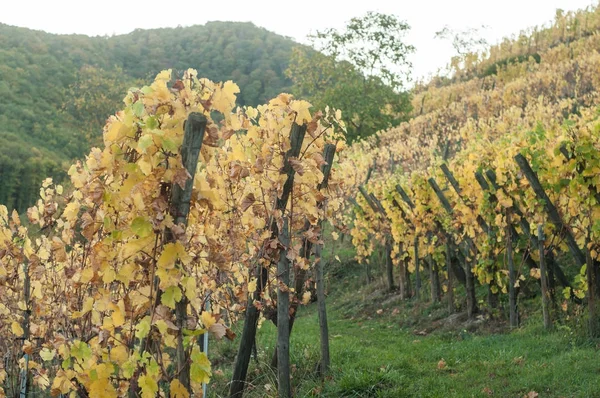 F vinhas alsacianas outonais em Ribauville — Fotografia de Stock