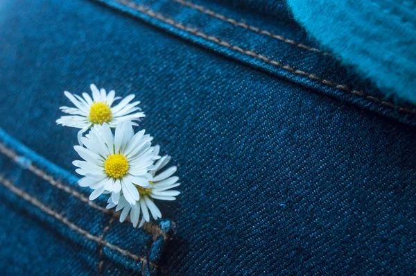 Sedmikrásky kytice v modré džíny kapsa ženy — Stock fotografie