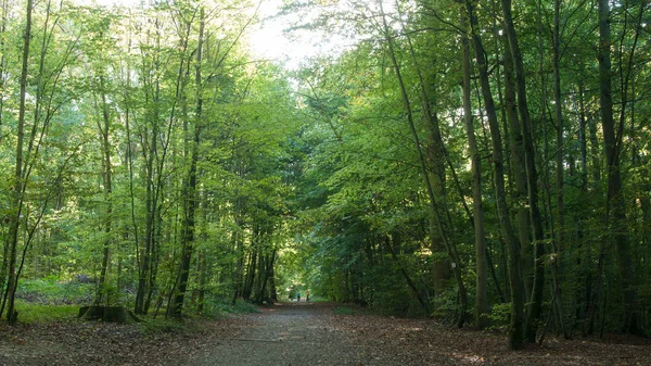 Hermosos árboles en el bosque en Waldeck - Mulhouse — Foto de Stock