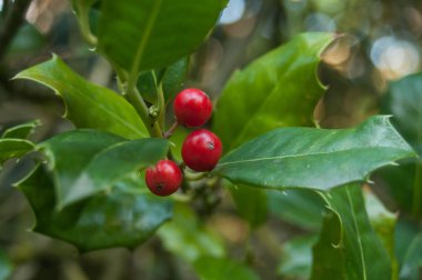 Kırmızı dutlu Holly dalı
