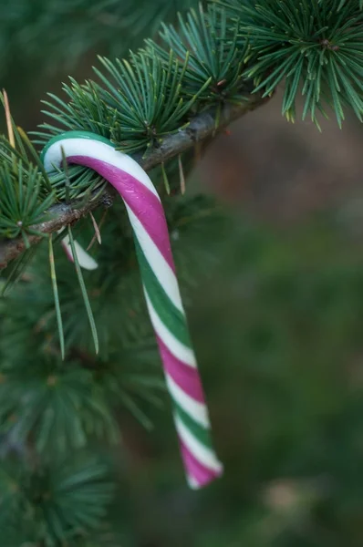Cana de doces na árvore de Natal — Fotografia de Stock