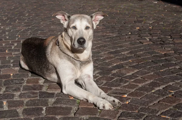 Schöner Hund mit blauen Augen, der auf der Straße sitzt — Stockfoto