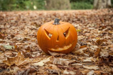  Cadılar Bayramı Balkabağı sonbahar ormanda 