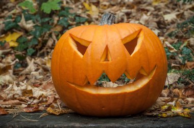  Cadılar Bayramı Balkabağı sonbahar ormanda 