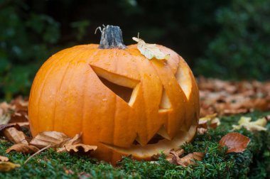  Cadılar Bayramı Balkabağı sonbahar ormanda 