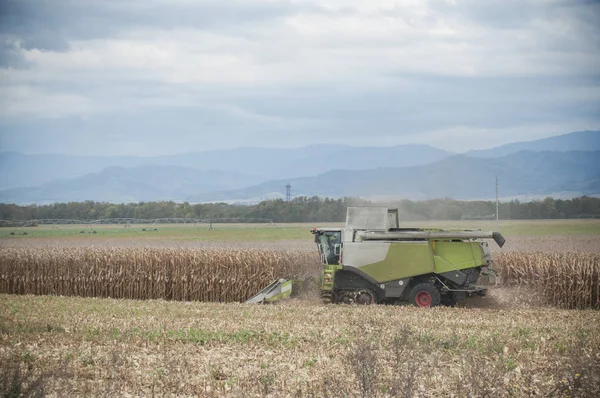 harvesting of maize grain on cloudy sky background