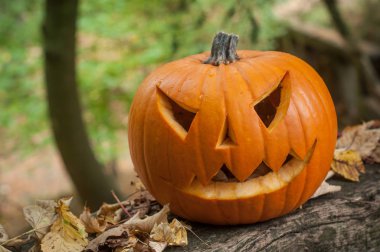  Cadılar Bayramı Balkabağı sonbahar ormanda 