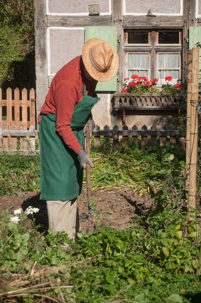 Jardinero con sombrero en huerta —  Fotos de Stock