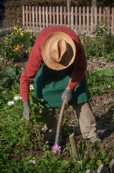 Jardinero con sombrero en huerta —  Fotos de Stock