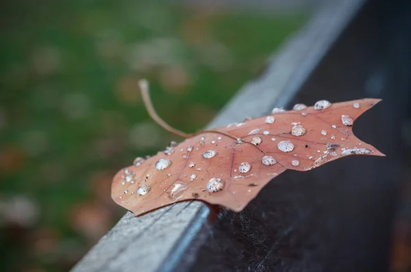 Rain drops on maple leaf on wooden bench in public ga — Stock Photo, Image