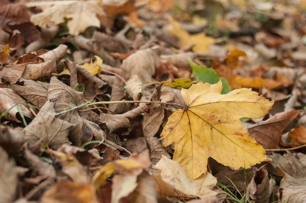 Esdoorn bladeren op de grond in de herfst — Stockfoto