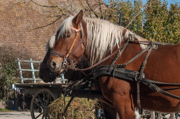 Two horses  hitched to a cart in alsatian village — Stock Photo, Image