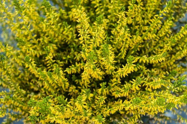 Flores de brezo amarillo en otoño — Foto de Stock