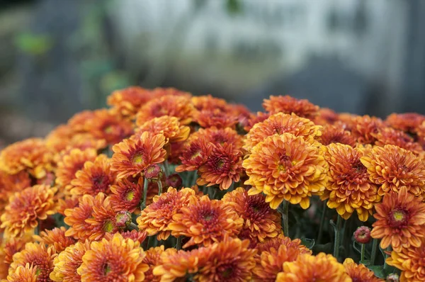 Orange chrysanthemums flowers in the cemetery — Stock Photo, Image