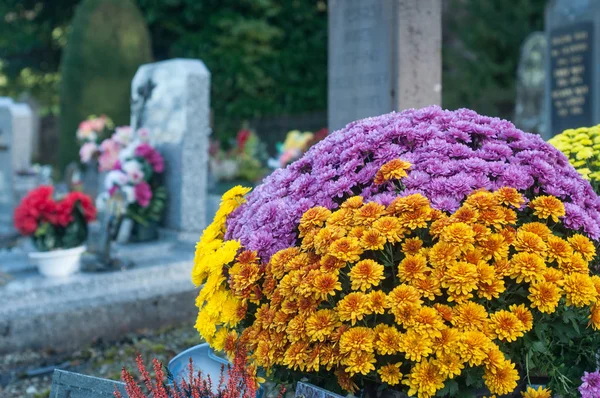 Flores de crisantemos de colores en el cementerio —  Fotos de Stock