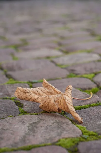 maple leaf falling in the cobblestone in the street