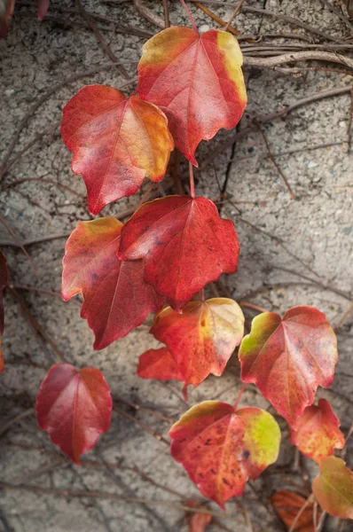 Belles feuilles rouges de lierre sur le mur de ciment — Photo