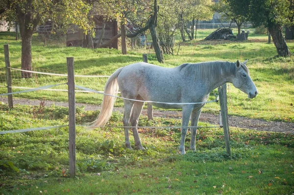 Vit häst på en äng — Stockfoto