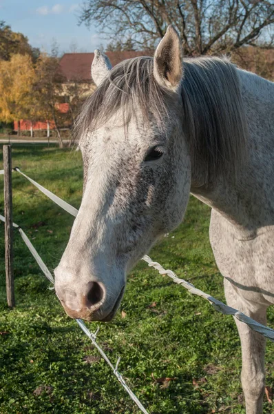 Szürke ló a réten egy elektromos kerítés mögött — Stock Fotó