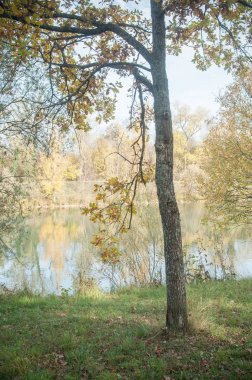  Sonbahar ile sınır Nehri'nde genç izole meşe ağacı