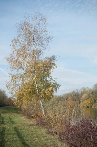 Vidoeiro isolado no rio de borda com folhas outonais — Fotografia de Stock