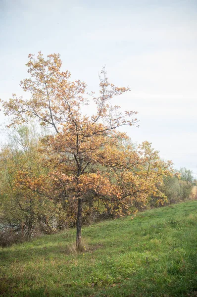 Vereinzelte Eiche im Grenzfluss mit herbstlichen Blättern — Stockfoto