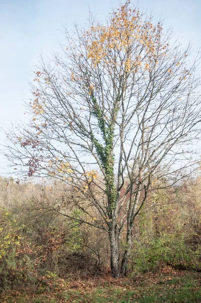 Isolierter Ahornbaum im Grenzfluss mit herbstlichen Blättern — Stockfoto
