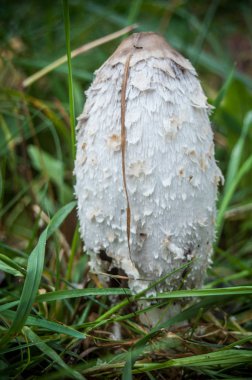  Shaggy coprinus mantar çim