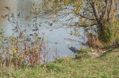 sınır nehir kenarına balıkçıl
