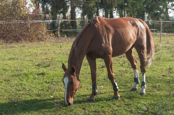 Caballo marrón pastando en un prado — Foto de Stock