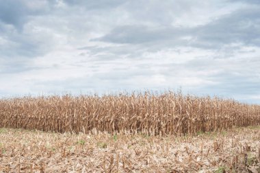 Mısır tarlasında bulutlu gökyüzü arka plan ile sonbahar