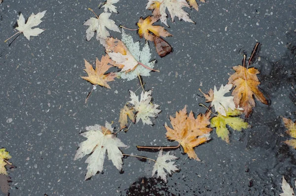 Herbstliche Ahornblätter in einer Wasserpfütze — Stockfoto