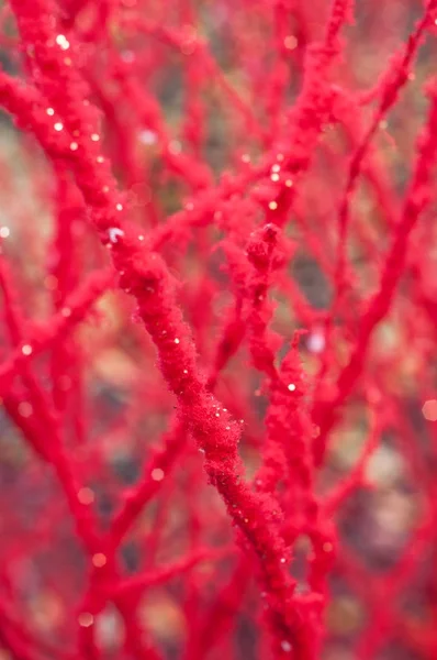 Rote dekorative Zweige für Weihnachten — Stockfoto