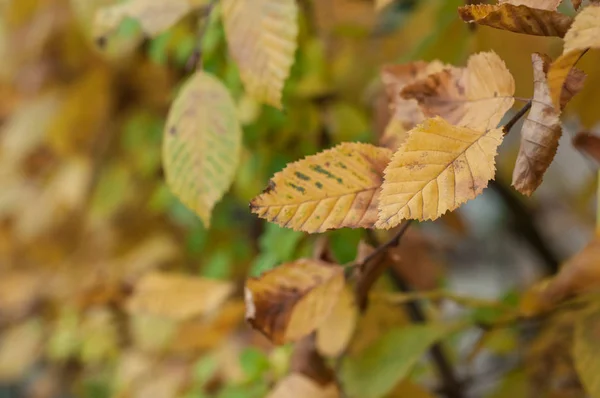 Gula blad på en avenbok grenar i en höstdag — Stockfoto