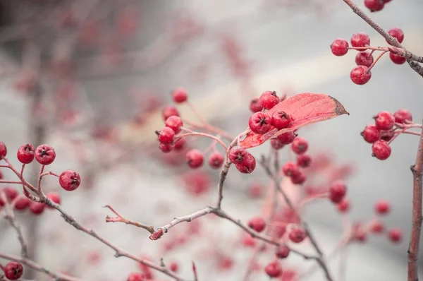 Röda bär på träd av hösten — Stockfoto