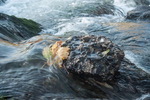 Hojas otoñales flotando sobre rocas lisas del río —  Fotos de Stock