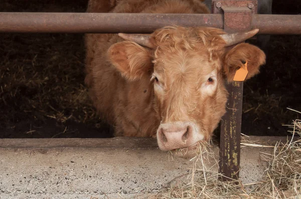 Vaca marrón comiendo en establo —  Fotos de Stock