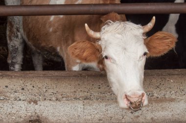  kahverengi inek cowshed yemek
