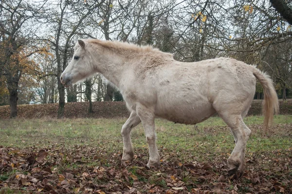 White horse walking in a meadow — Stock Photo, Image