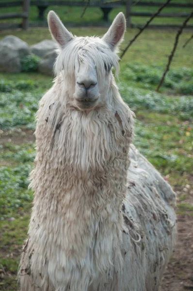 Lama branco em uma fazenda — Fotografia de Stock