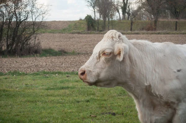 Vaca blanca en un prado —  Fotos de Stock
