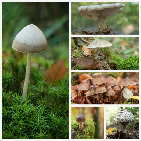 Setas en el collage forestal otoñal —  Fotos de Stock