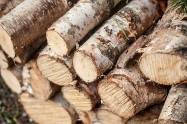  huş ağacı gövde odun için düzenlenen