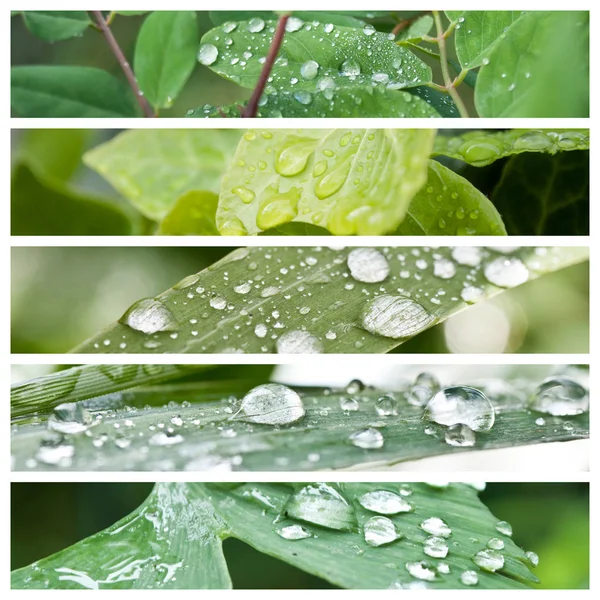 Rain drops on leaves collage — Stock Photo, Image
