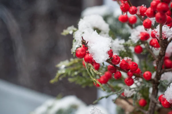 Snowy holly oddziałów w dekoracji na ulicy — Zdjęcie stockowe