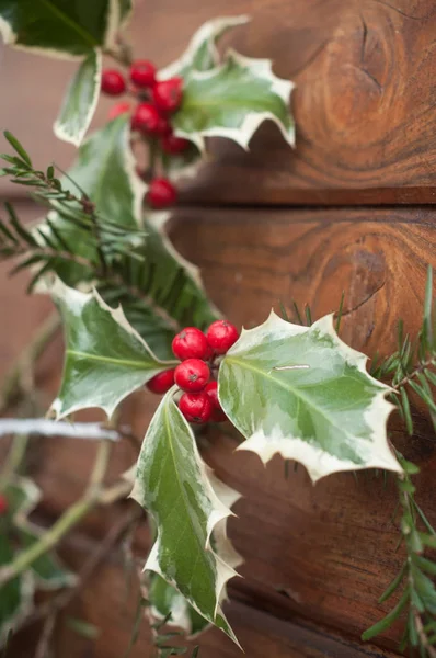 Ramo azevinho com bagas vermelhas para decoração de Natal — Fotografia de Stock