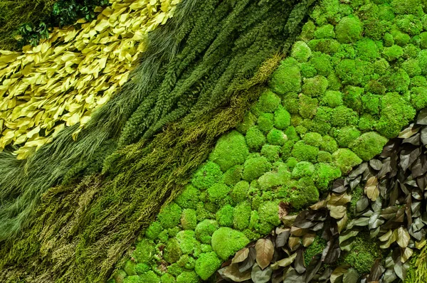 Parede vegetal em decoração de interiores — Fotografia de Stock