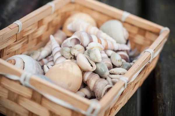 Seashell in wooden basket on wooden table background — Stock Photo, Image