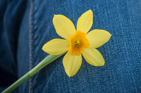 Flores daffodil ao ar livre no fundo azul jeans — Fotografia de Stock