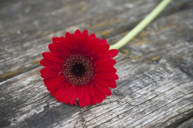  ahşap tablo açık kırmızı gerbera 